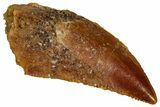 Serrated Raptor Tooth - Real Dinosaur Tooth #332883-1